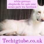 white german shepherds for sale near ocean park wa facebook