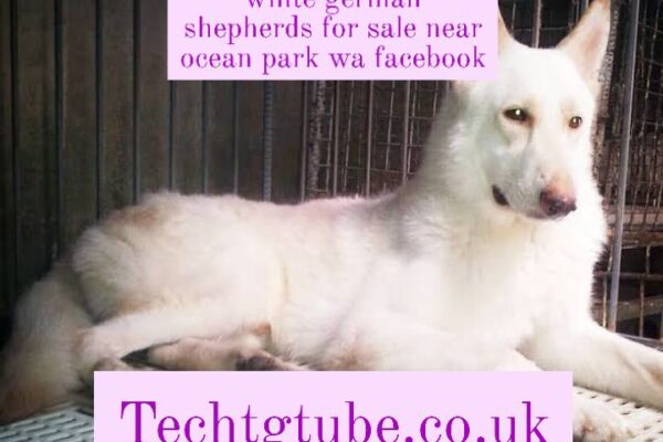 white german shepherds for sale near ocean park wa facebook