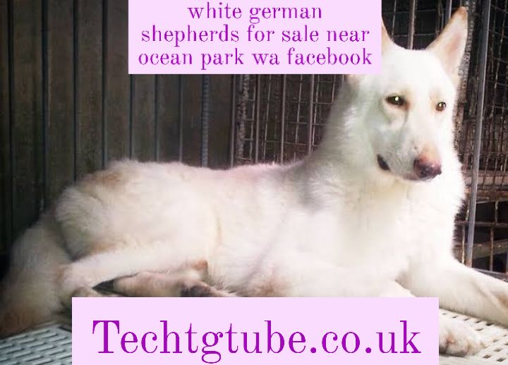 white german shepherds for sale near ocean park wa facebook