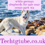 white german shepherds for sale near ocean park wa