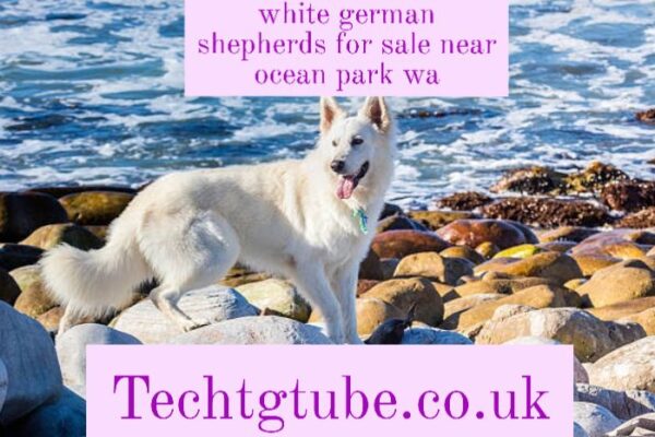 white german shepherds for sale near ocean park wa