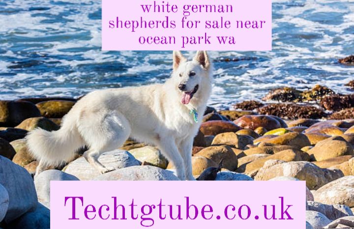 white german shepherds for sale near ocean park wa