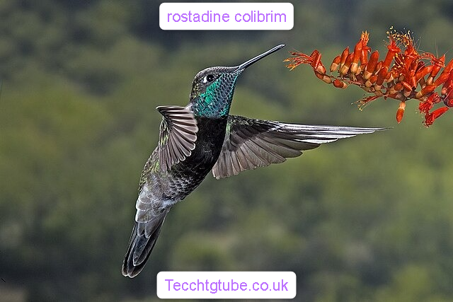 rostadine colibrim