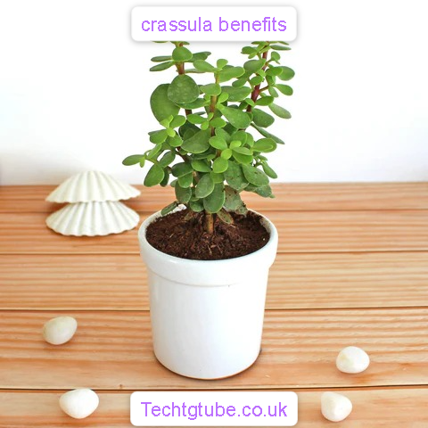 crassula benefits